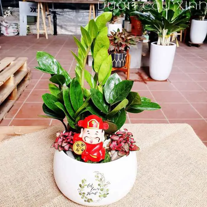 Cây Kim Tiền Mini Để Bàn Làm Việc