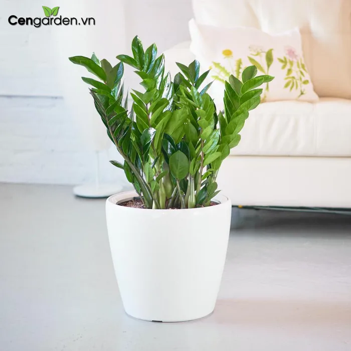Cây kim tiền để bàn - Thiết kế ban công, sân vườn, chậu cây composite -  Cengarden.vn