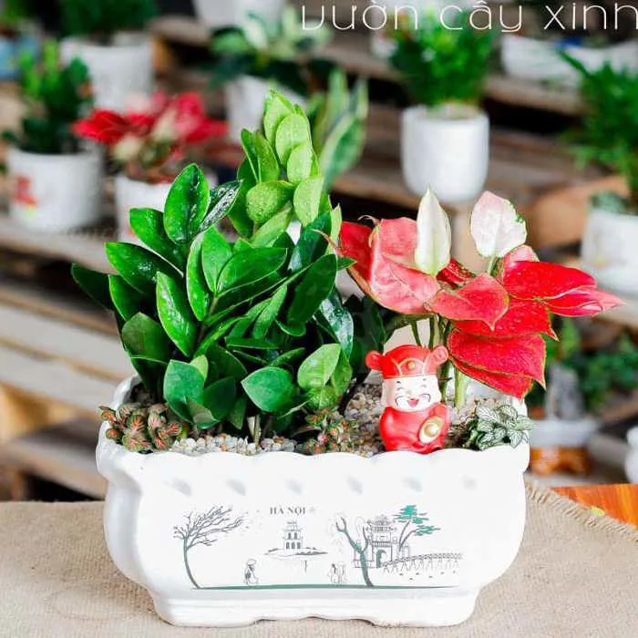 Cây Kim Tiền Mini Để Bàn Làm Việc