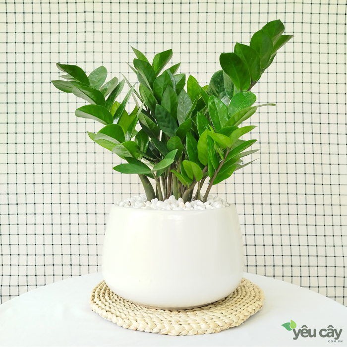 Cây Kim Tiền Nhỡ Để Bàn