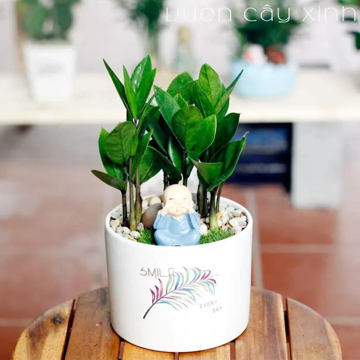 Cây Kim Tiền Mini Để Bàn Làm Việc