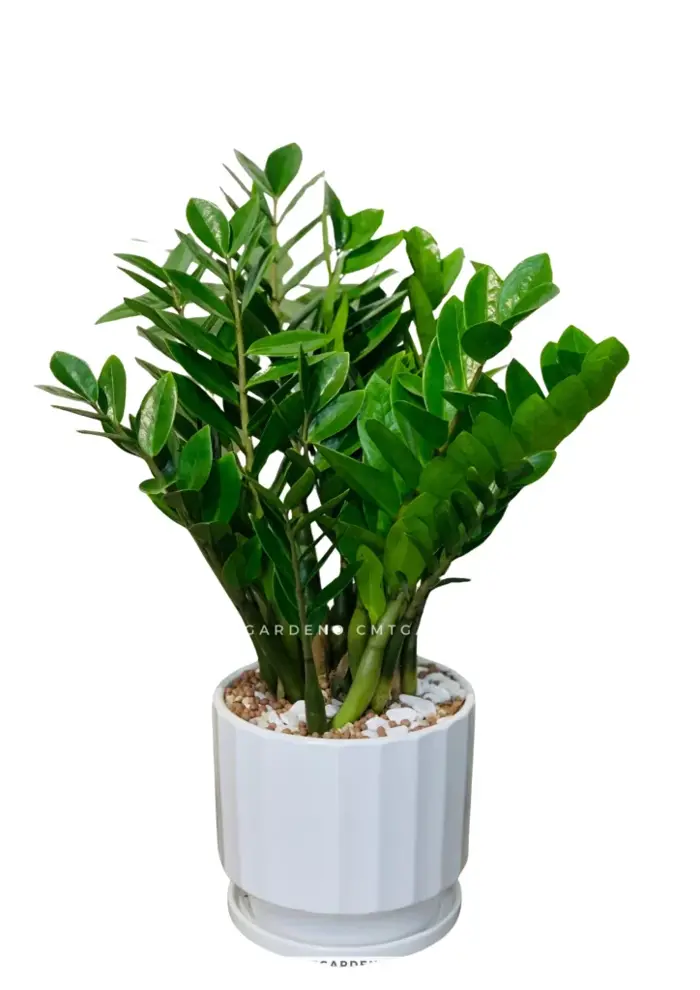 Cây Kim Tiền Để Bàn Đẹp Tại Đà Nẵng - CMT Garden