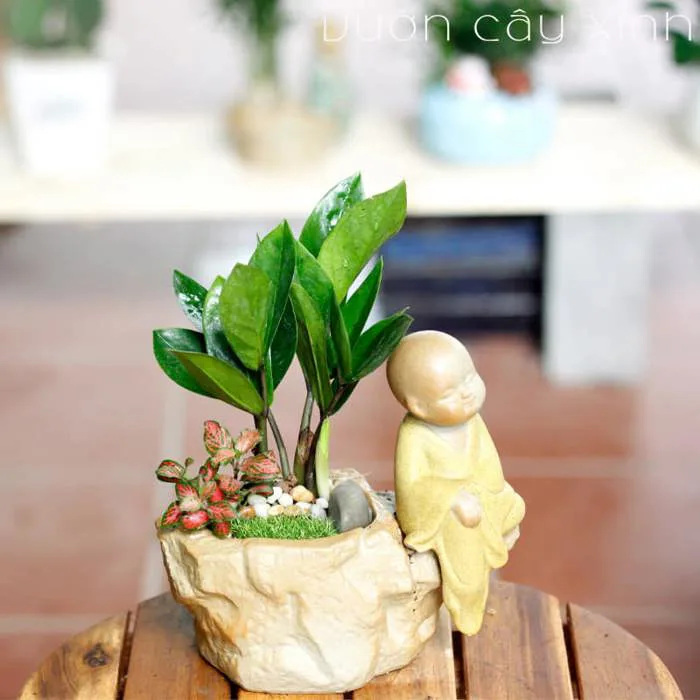 Cây Kim Tiền Mini Để Bàn Làm Việc