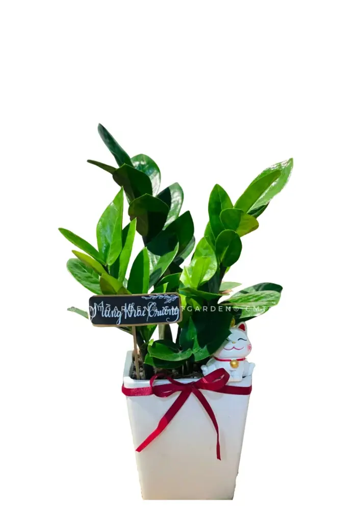 Cây Kim Tiền Để Bàn Đẹp Tại Đà Nẵng - CMT Garden
