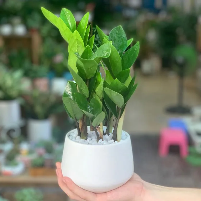 Cây kim tiền để bàn 150k ý nghĩa và cách đặt cây giúp phát tài phát lộc