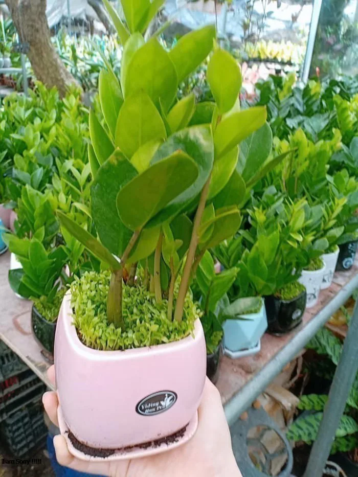 Cây kim tiền để bàn
