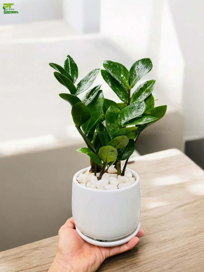 Cây Kim tiền - Tác dụng, ý nghĩa phong thủy, kỹ thuật trồng và chăm sóc