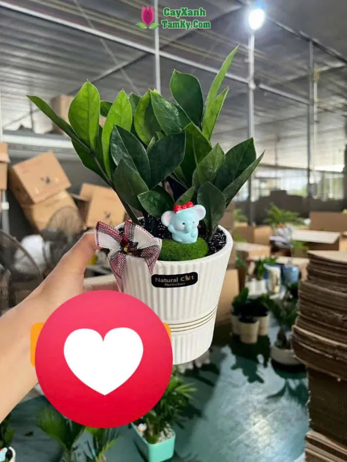 Cây kim tiền để bàn - Đặc điểm, giá bán, ý nghĩa, công dụng cách trồng và  chăm sóc cây kim tiền để bàn - Cây Xanh Tam Kỳ