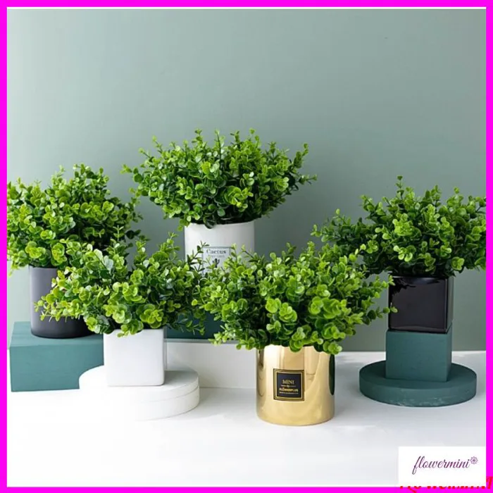 Cây kim tiền bàn - Giá Tốt, Sale Tháng 08, Freeship 0Đ | Shopee Việt Nam