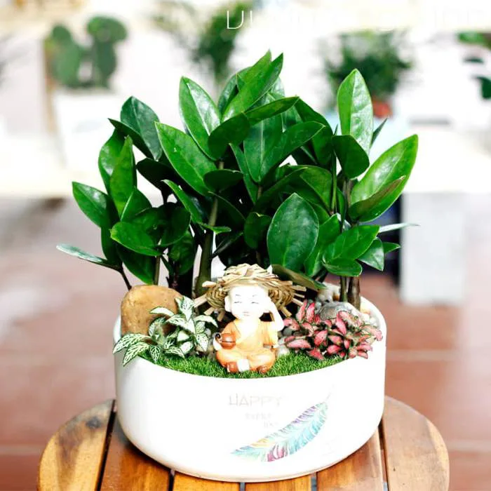 Cây Kim Tiền Mini Để Bàn Làm Việc