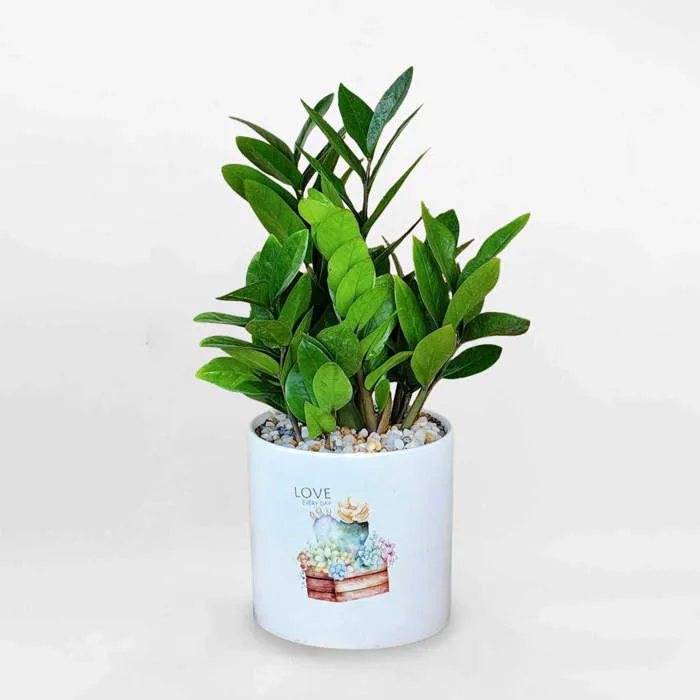 Cây kim tiền nhỏ để bàn chậu sứ ZAMI003 • MOW Garden