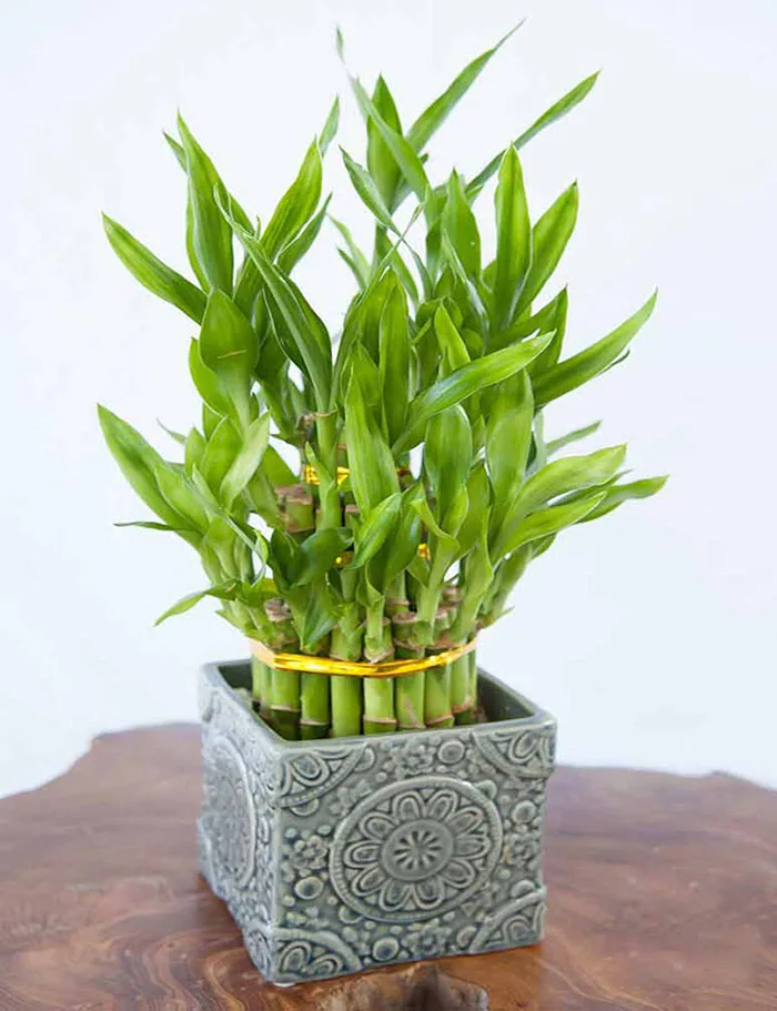 cay-phat-tai-may-man-ban-hoc-1