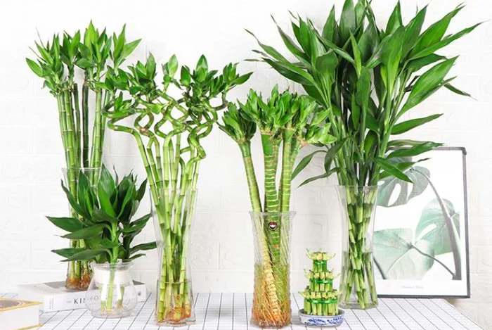 Đặt cây phát tài phát lộc trên bàn thờ nên để mấy cây?