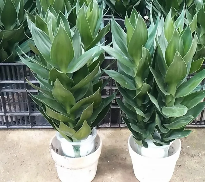 5 loại cây phát tài và ý nghĩa phong thủy