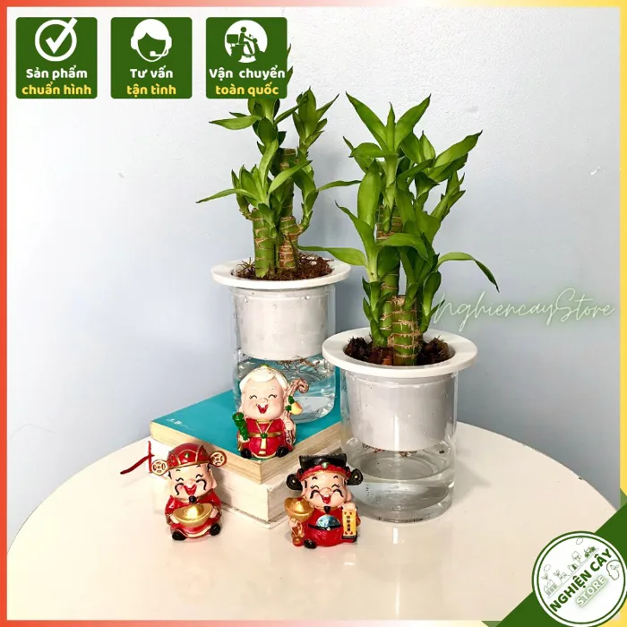 Cây Trúc phát tài thủy sinh để bàn hút may mắn, tài lộc, tăng sức khoẻ, làm  quà tặng ý nghĩa