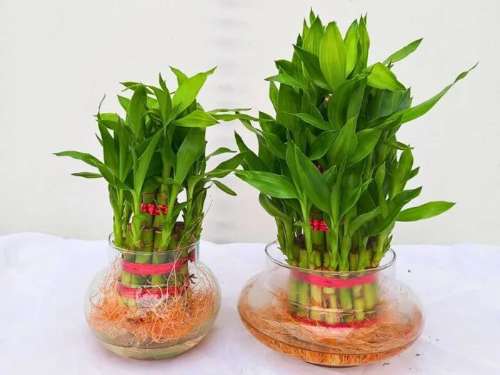 Mùng 1 người thuộc 2 mệnh này đặt trúc phát tài lên bàn thờ sẽ cải vận, từ  giờ đến cuối năm làm gì cũng thuận