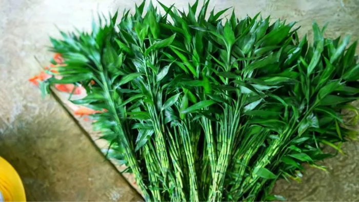 Thờ cành phát tài phát lộc nên cắm mấy cành để thu hút tài lộc, may mắn?