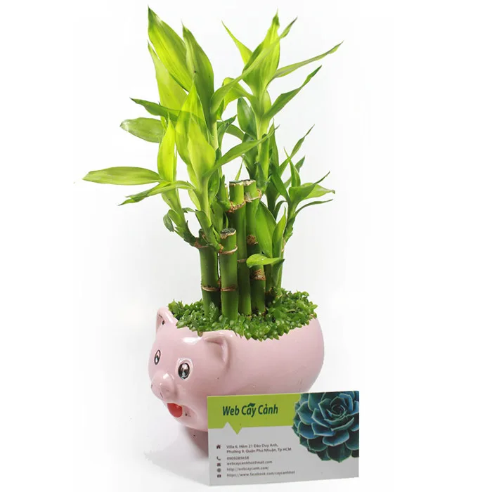 Cây phát tài để bàn - Thiết mộc lan để bàn - 149k