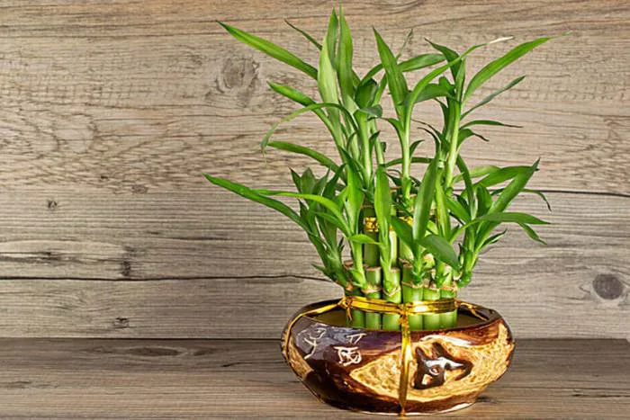 Phân loại và ý nghĩa phong thuỷ của cây phát tài để bàn