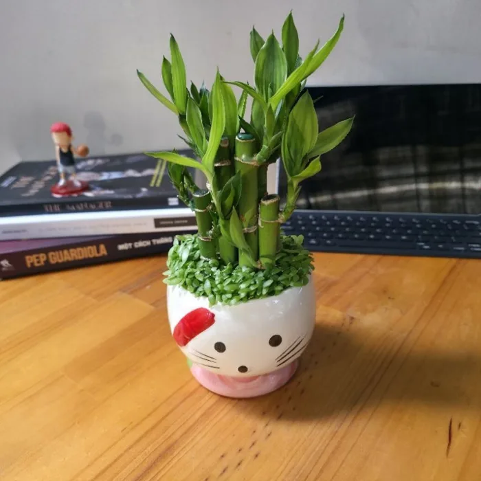 Cây trúc phát tài nhỏ gọn để bàn – Cây phong thủy mang lại may mắn – Decor  bàn làm việc xinh xắn