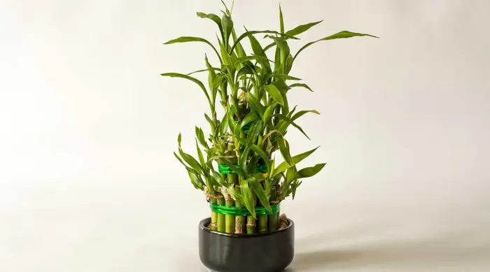 Mùng 1 người thuộc 2 mệnh này đặt trúc phát tài lên bàn thờ sẽ cải vận, từ  giờ đến cuối năm làm gì cũng thuận