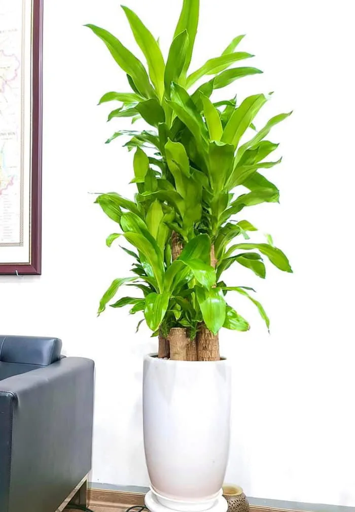 Cây Phát Tài Mini – Cây Cảnh Phong Thủy Hút May Mắn, Đặt Đâu Cũng Đẹp