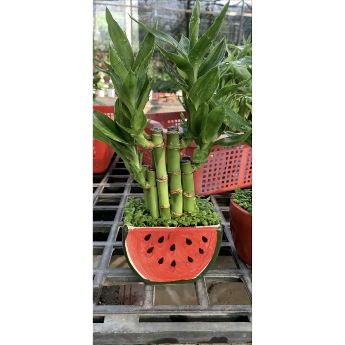 Cây trúc phát tài nhỏ gọn để bàn – Cây phong thủy mang lại may mắn – Decor  bàn làm việc xinh xắn | Shopee Việt Nam