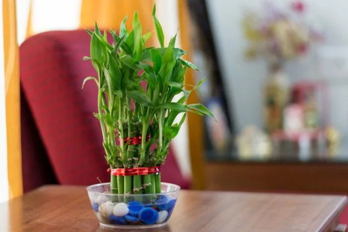 Cây phát tài để bàn | Cây phát tài đẹp giá tốt | Chuyên cây cảnh để bàn
