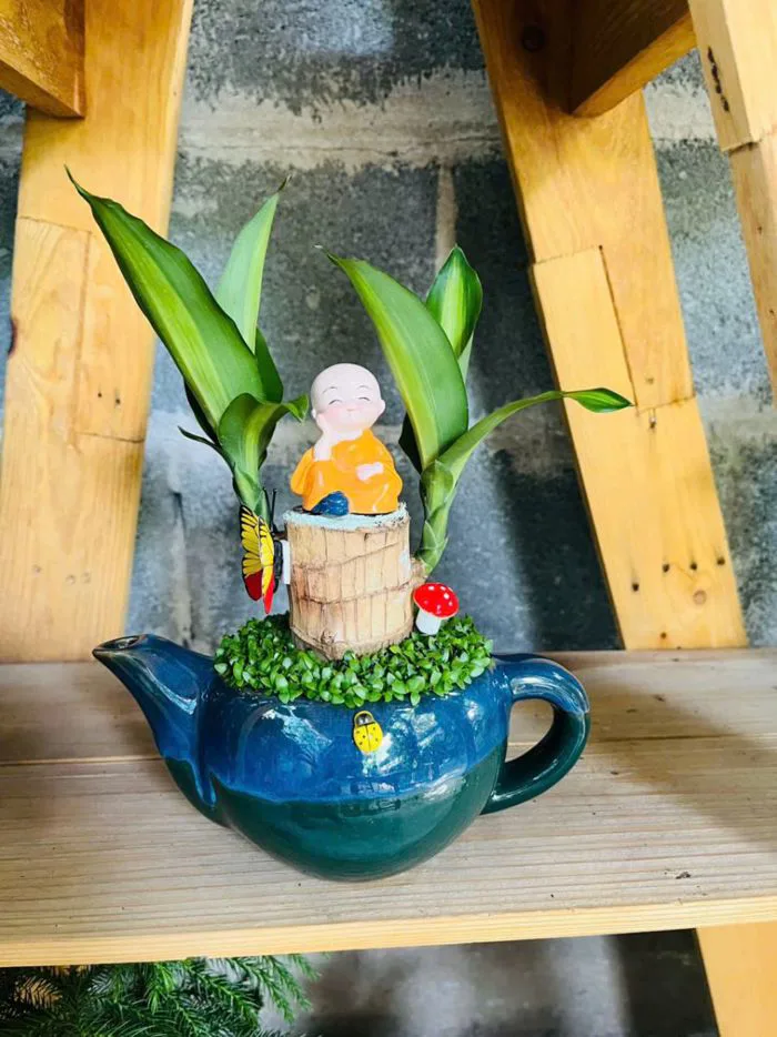 Cây Phát Tài Mini – Cây Cảnh Phong Thủy Hút May Mắn, Đặt Đâu Cũng Đẹp