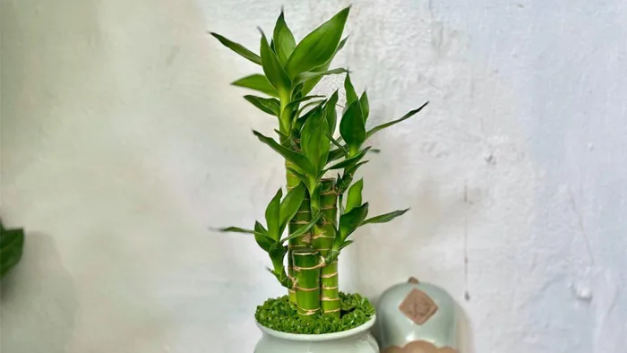 Những loại cây phát tài để bàn thờ hút tài lộc