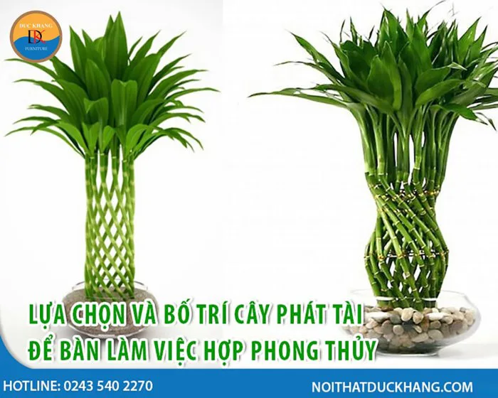Cách chọn và bố trí cây phát tài để bàn hợp phong thủy?