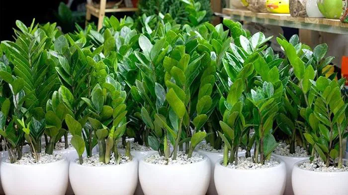 Những loại cây phát tài để bàn thờ hút tài lộc