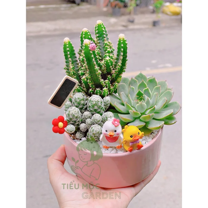 Chậu cây Sen Đá Mix trang trí để bàn - Decor nhà cửa xinh xắn - đã bật Hoả  Tốc