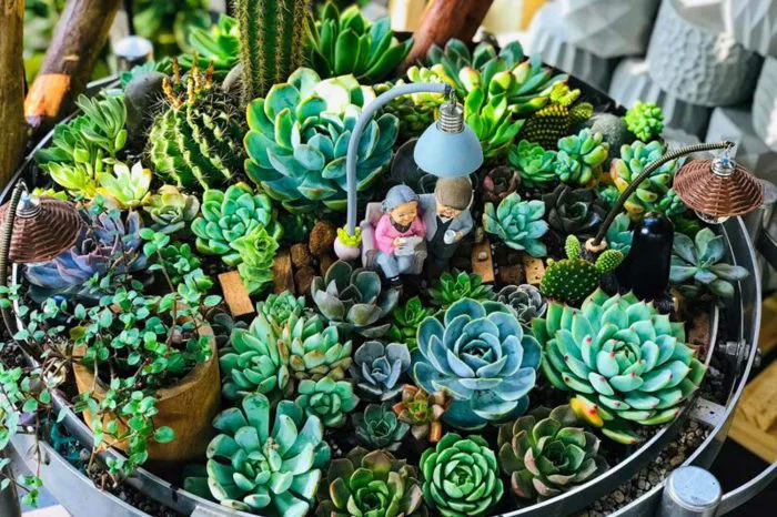 Hướng dẫn Cách Trang Trí Sen Đá Đẹp và Đơn Giản