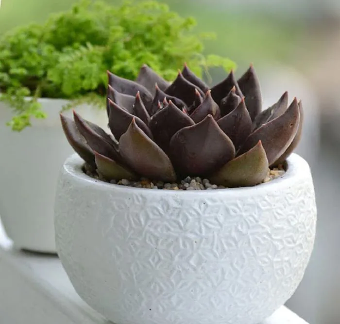 Cây sen đá để bàn làm việc đẹp và ý nghĩa phong thủy