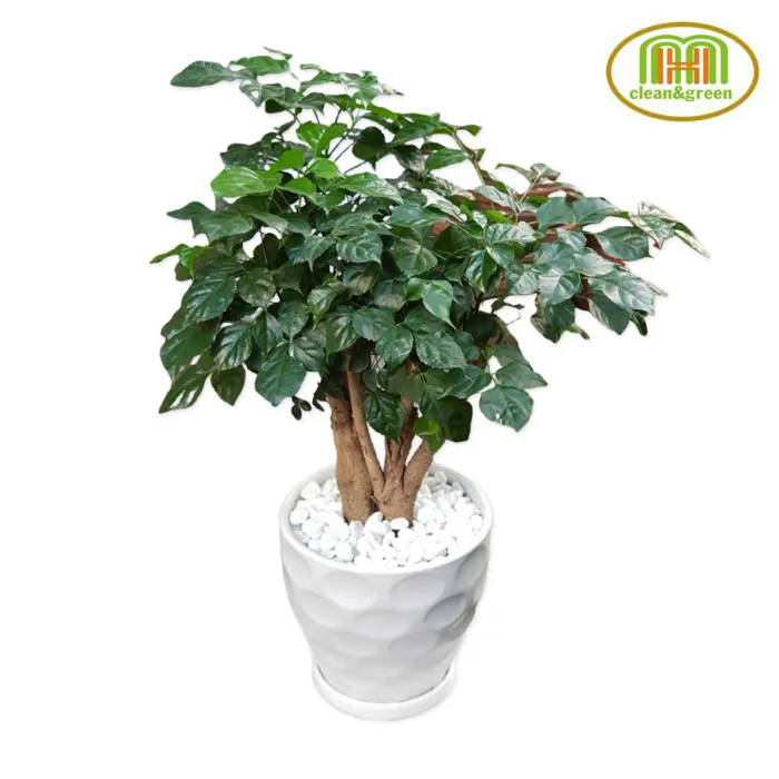 Cây xanh trang trí phòng lớp học mầm non đặt bàn trong nhà vẻ đẹp tươi mát  gần gũi với thiên nhiên