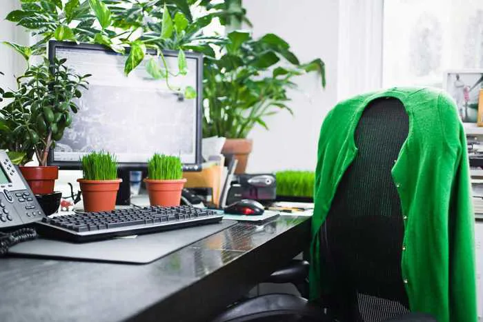 Cách Trang Trí Cây Cảnh Trên Bàn Làm Việc Ai Nhìn Cũng Thích