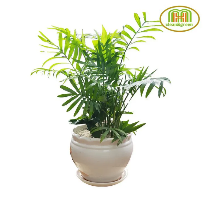 Cây xanh trang trí phòng lớp học mầm non đặt bàn trong nhà vẻ đẹp tươi mát  gần gũi với thiên nhiên