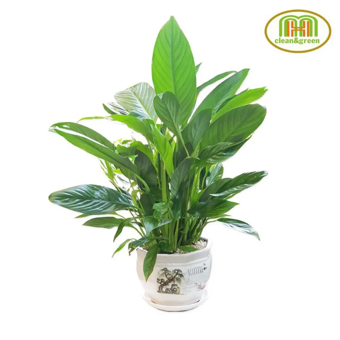 Cây xanh trang trí phòng lớp học mầm non đặt bàn trong nhà vẻ đẹp tươi mát  gần gũi với thiên nhiên