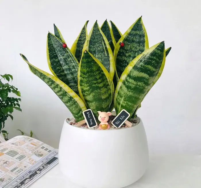 Top 13 Cây Trang Trí Trường Học Đẹp, Dễ Chăm Sóc