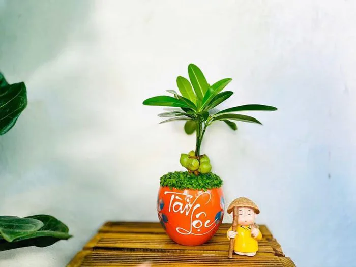 Những loại cây để bàn học cho học sinh cấp 3 vừa đẹp vừa may mắn
