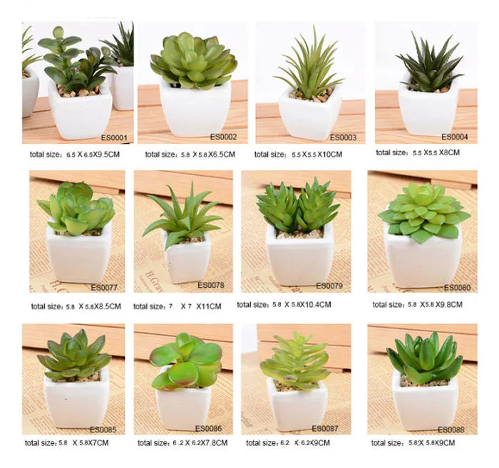 Mô hình hoa, cây cảnh mini trang trí để bàn, cây cảnh giả decor phòng làm  việc, bàn học, quà tặng, quà lưu niệm độc đáo | Lazada Việt Nam