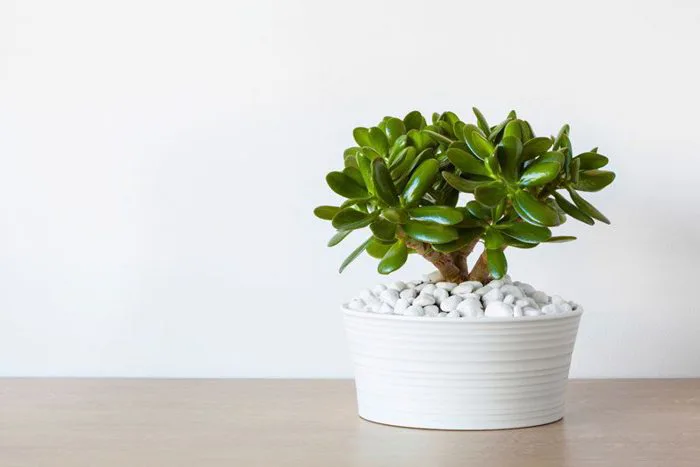 Những loại cây để bàn học cho học sinh cấp 3 vừa đẹp vừa may mắn