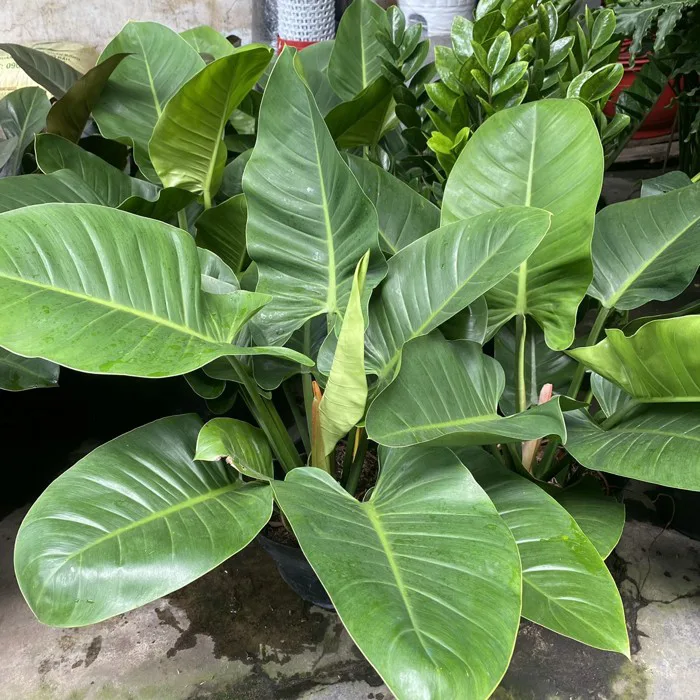 Trầu bà Đế Vương Xanh đại diện cho sự quyền lực, sức sống mãnh liệt ngay cả trong phòng máy lạnh Trầu bà Đế Vương Xanh đại diện cho sự quyền lực, sức sống mãnh liệt ngay cả trong phòng máy lạnh
