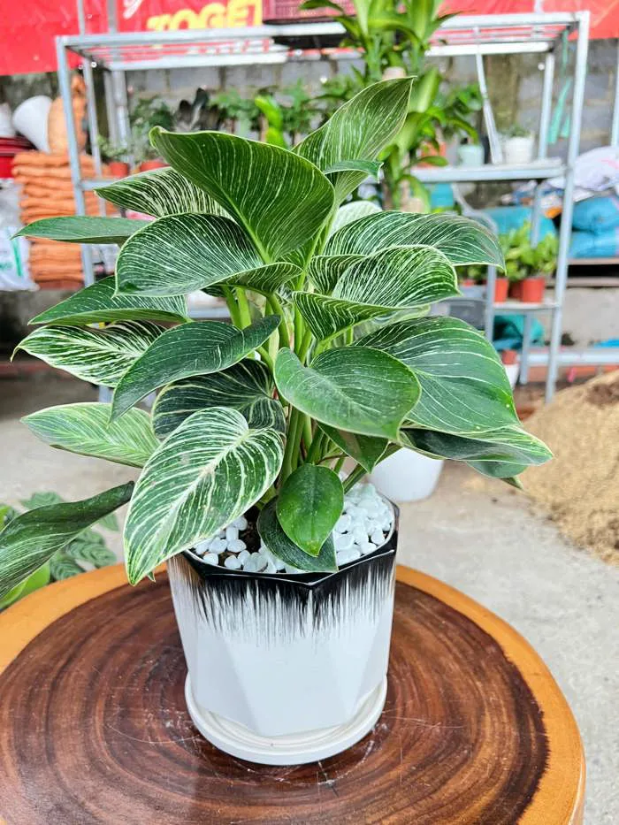chậu cây trầu bà đế vương kim cương - Công Ty TNHH Trúc Vũ Farm chậu cây trầu bà đế vương kim cương - Công Ty TNHH Trúc Vũ Farm