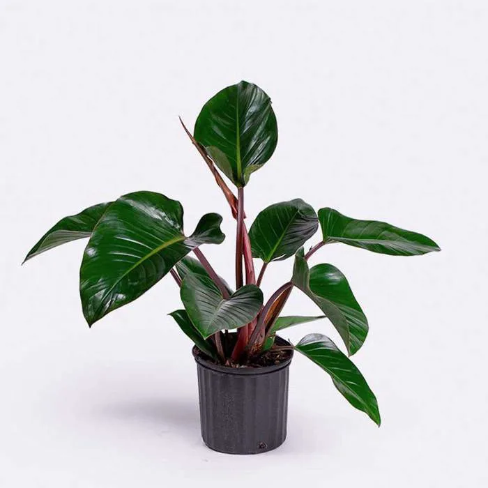 Cây Trầu Bà Đế Vương Đỏ Philodendron Imperial Red • MOW Garden Cây Trầu Bà Đế Vương Đỏ Philodendron Imperial Red • MOW Garden