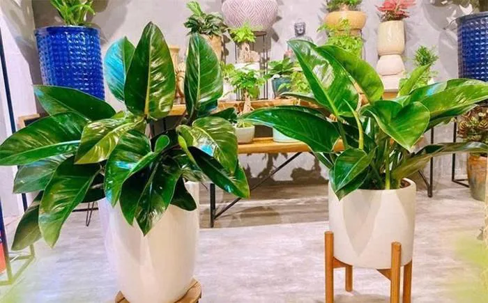 Tưới cây trầu bà đế vương thế nào là đúng cách? Tưới cây trầu bà đế vương thế nào là đúng cách?