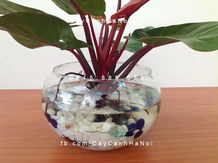 Cây trầu bà đế vương trồng nước, thủy canh Cây trầu bà đế vương trồng nước, thủy canh
