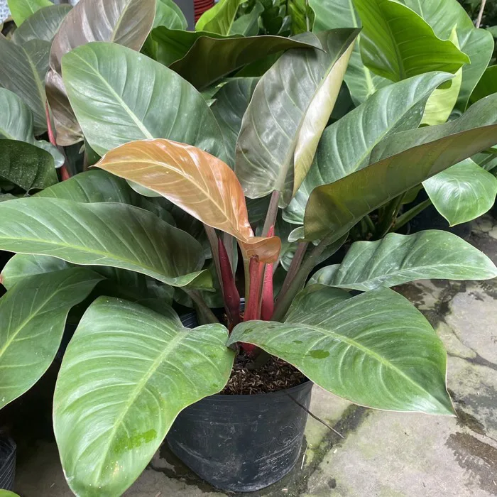 Trầu Bà Đế Vương Đỏ quà tặng ý nghĩa mang lại sự phát tài, thịnh vượng cho sếp Trầu Bà Đế Vương Đỏ quà tặng ý nghĩa mang lại sự phát tài, thịnh vượng cho sếp