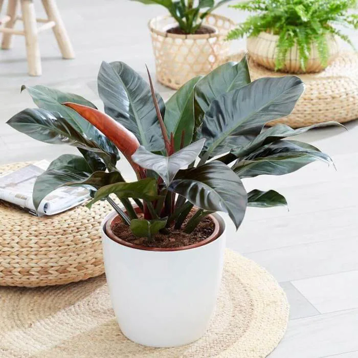 10+ Cây Trầu Bà Đế Vương để bàn hợp phong thuỷ hợp mệnh đẹp giá rẻ 10+ Cây Trầu Bà Đế Vương để bàn hợp phong thuỷ hợp mệnh đẹp giá rẻ